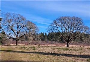 Three large trees with spreading crowns, bare of leaves, in open field, leafless bushes and evergreen trees in background  