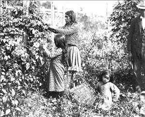 Adult Native American woman picking hops, helped by two children, and partially visible on the right, a male Native American.