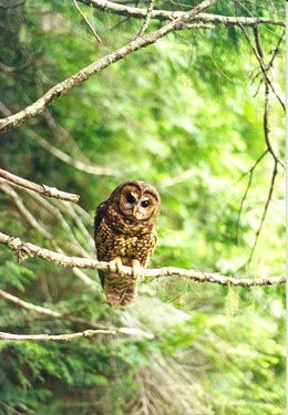 Logging on Private Land Enjoined to Protect Spotted Owls