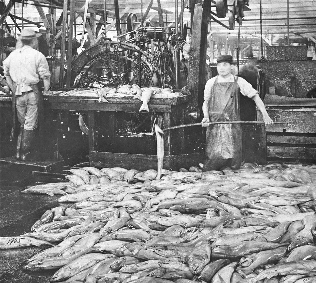 Bellingham's Croatian Community and Commercial Fishing: A Reminiscence by  Steve Kink 