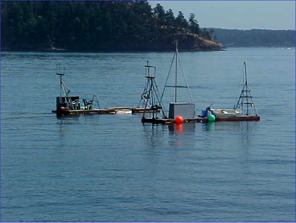 Bluefin tuna washes up far from home near B.C. Gulf Islands