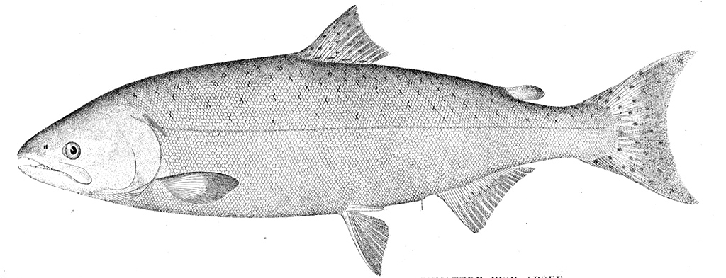 Making Salmon An Environmental History of the Northwest Fisheries Crisis 
