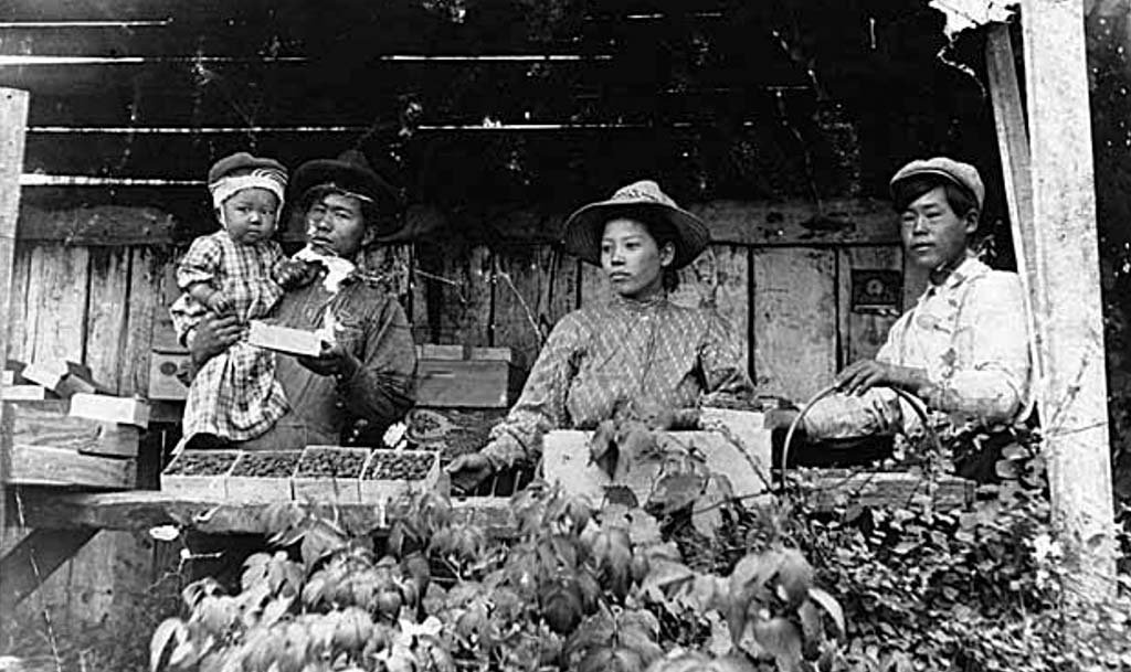 Iseri-family-working-at-raspberry-farm-Sumner-1908.jpg