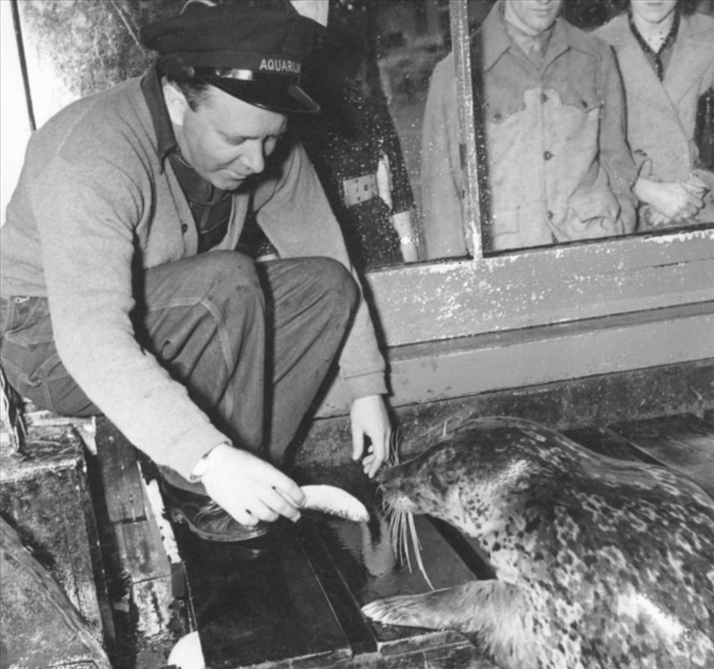 Ivar Haglund feeding a seal at the Seattle waterfront