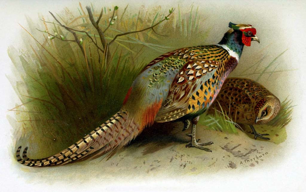 The first ring-necked pheasants introduced into the United States arrive at  Port Townsend on March 13, 1881. 