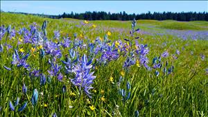 Blue camas and some yellow buttercup flowers in foreground, with rolling prairie with more flowers stretching to line of evergreen trees
