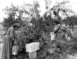 Apple Farming in Washington - HistoryLink.org