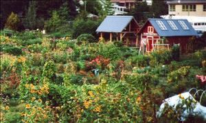 Large garden of vegetable and flower plants and two small red garden shacks
