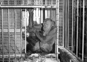 Ivan the Gorilla is moved to a cage at the B&I Circus Store in Lakewood