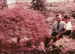 Man and a child pose seated around a Japanese maple
