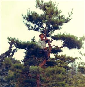 An elderly Japanese man sits in the top of a tree with red bark