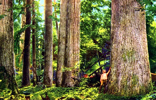 Douglas fir tree, species named after Scottish naturalist David Douglas