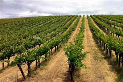 Vineyard for Syrah grapes
