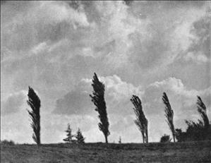 A group of five windblown trees in front of a clouded sky